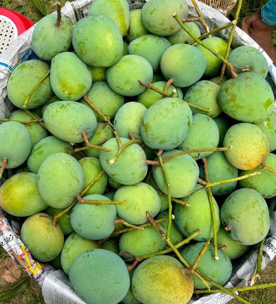 Gobindabhog Mango - Formalin Free