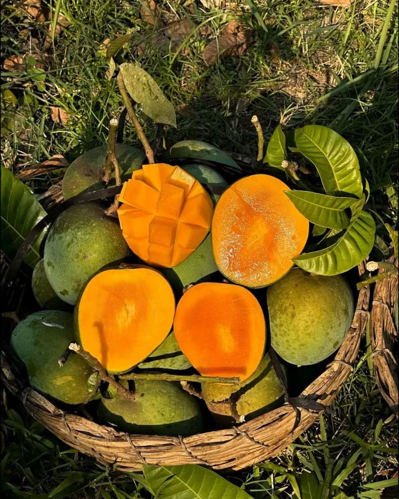 Gobindabhog Mango - Formalin Free
