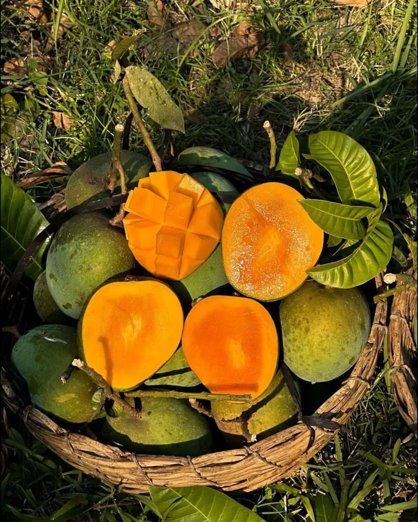 Gobindabhog Mango - Formalin Free lifestyle